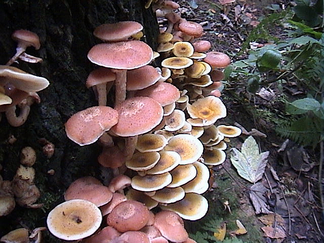 Uno spettacolo di Armillaria del 2002